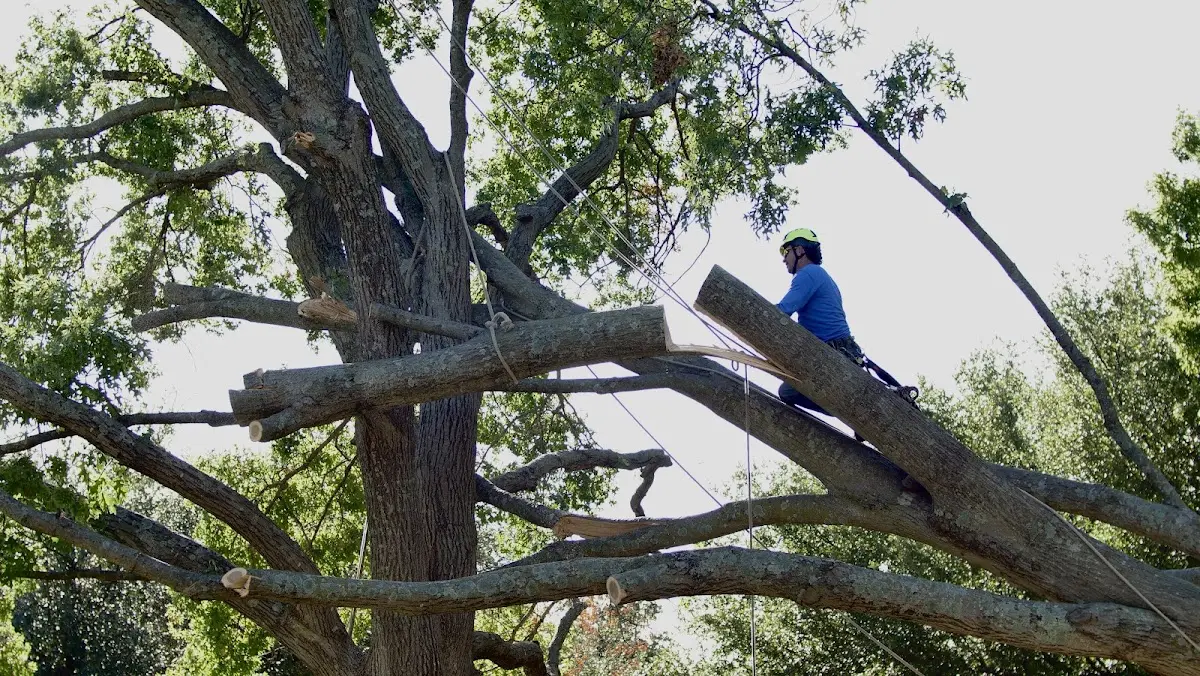 Professional Crown Thinning performed by certified arborists in Sainte Marie